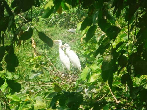 Vườn cò Tân Long Sóc Trăng