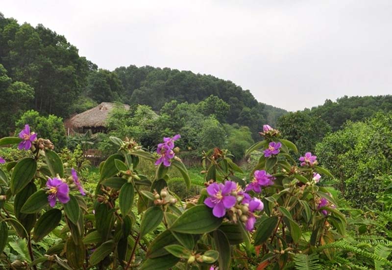 Khu bảo tồn Làng nhà sàn dân tộc Thái Thái Hải