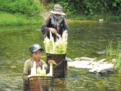 Măng Le Đắk Lắk