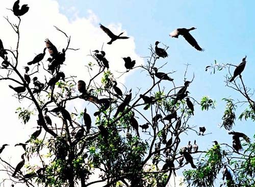 Vườn chim công viên văn hóa Cà Mau