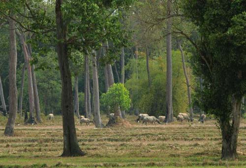 Vườn Quốc gia Cát Tiên Đồng Nai