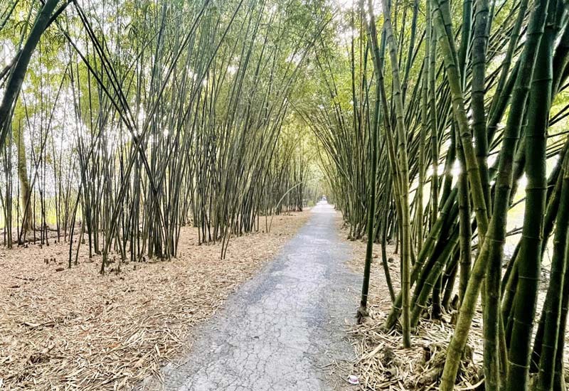 Bamboo Garden tại Ấp Phú Xuân, xã Thạnh Hòa, Huyện Phụng Hiệp, tỉnh Hậu Giang