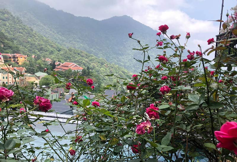 Roses Villa - Biệt thự hoa hồng Tam Đảo 