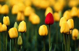 Da Lat Flower Festival 2012