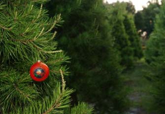 Travel companies offer enticing packages for Christmas, New Year